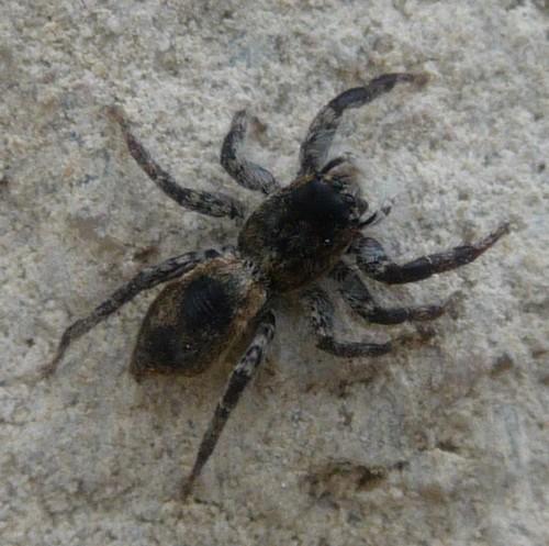 Réf. 70 572 : Menemerus taeniatus