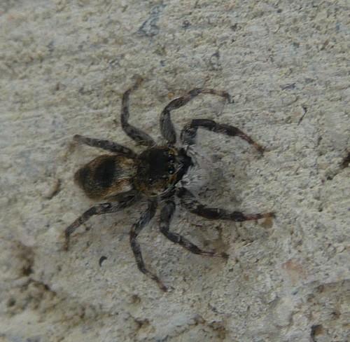 Menemerus taeniatus