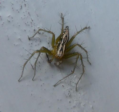 Réf. 70 745 : Oxyopes lineatus