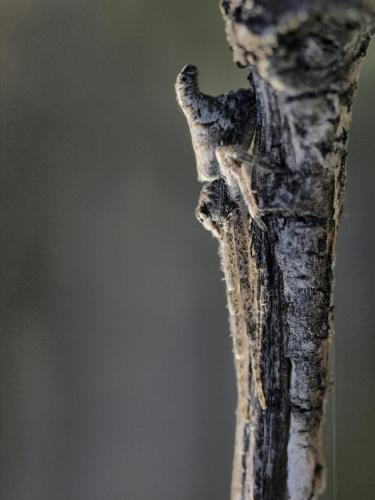 Tmarus sp.