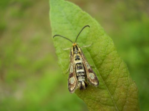 Chamaesphecia sp.