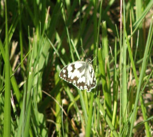 Melanargia galathea