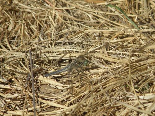 Orthetrum cancellatum