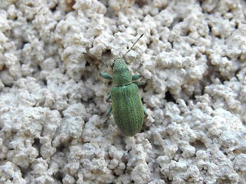 Réf. 70 359 : Pachyrhinus lethierryi