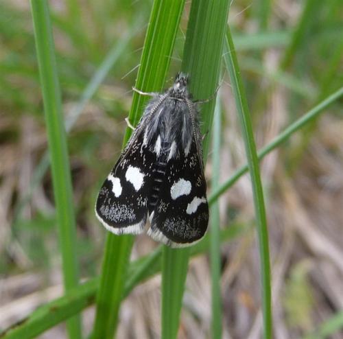 Réf. 70 040 : Eurrhypis pollinalis
