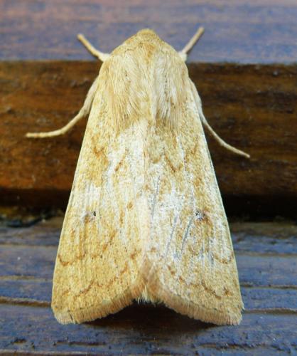 Mythimna vitellina
