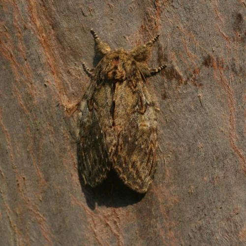 Peridea anceps
