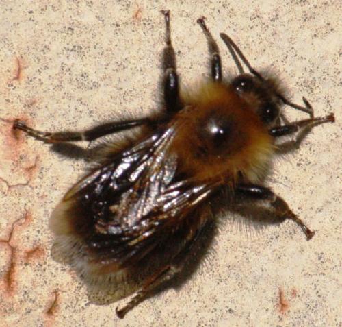 Bombus hypnorum