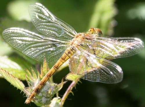 Sympetrum striolatum