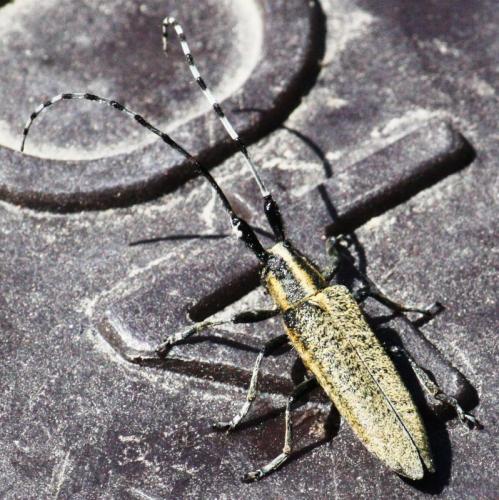 Agapanthia villosoviridescens