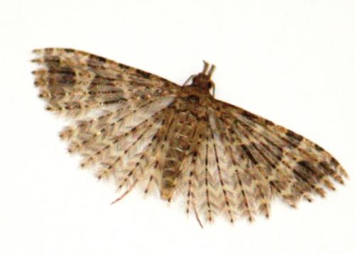 Alucita hexadactyla