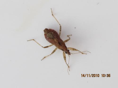 Himacerus mirmicoides