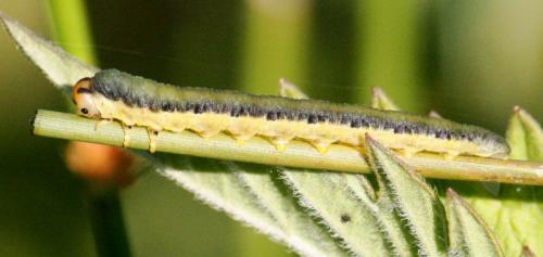 Réf. 70 934 : Dolerus sp.