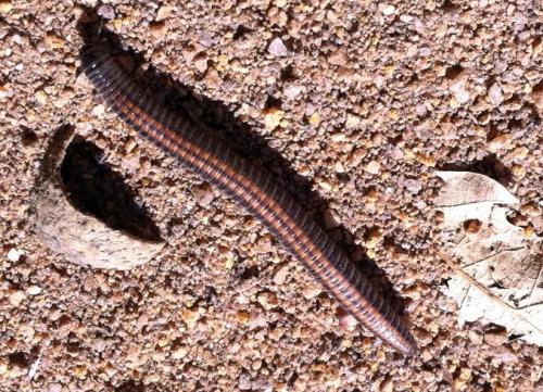 Réf. 70 182 : Ommatoiulus sabulosus