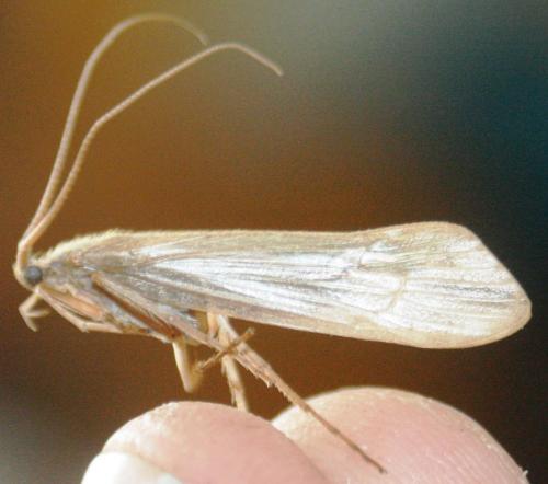 Limnephilus sp.
