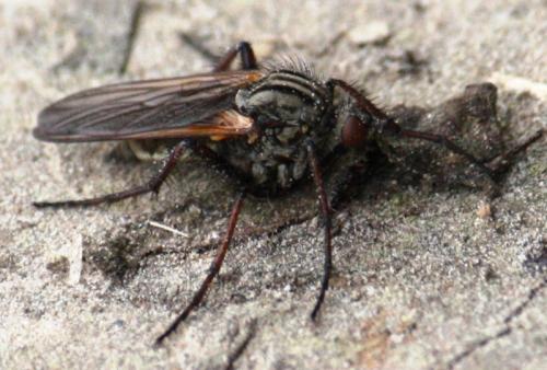 Empis tessellata