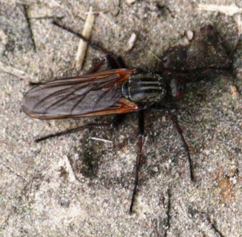Empis tessellata