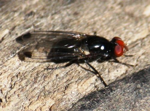 Réf. 70 538 : Seioptera vibrans