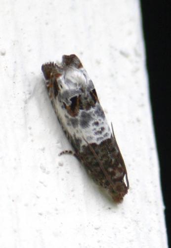 Réf. 70 775 : Notocelia sp.