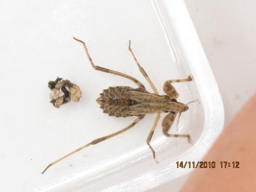 Oncocephalus sp.