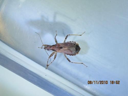 Himacerus mirmicoides