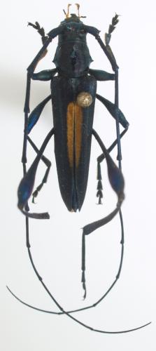 Cloniophorus mechowi