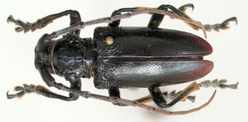 Phryneta ellioti