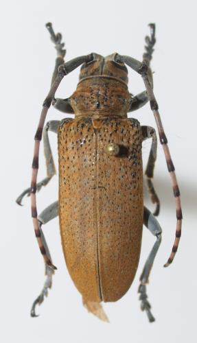 Réf. 70 611 : Celosterna scabrator