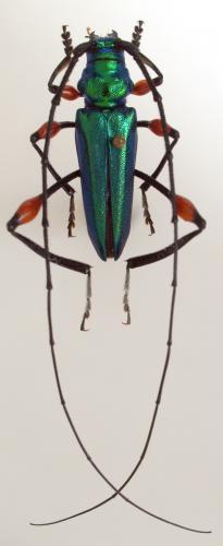 Rhopalizus nitens