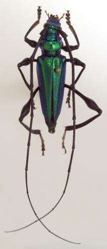 Rhopalizus nitens nigripes