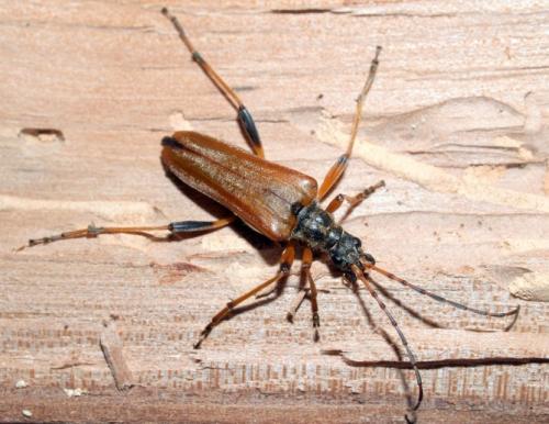 Réf. 70 958 : Stenocorus meridianus