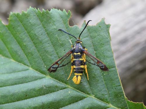 Réf. 70 729 : Synanthedon vespiformis