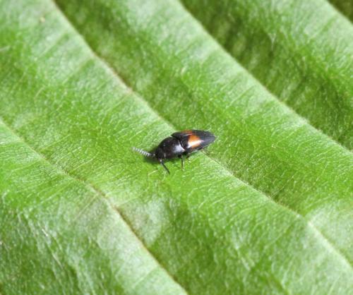 Drapetes mordelloides