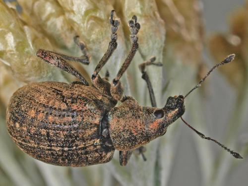 Liophloeus tessulatus