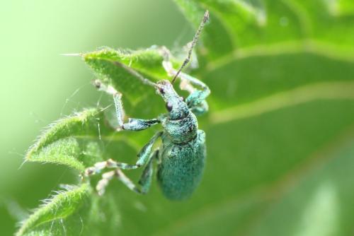 Phyllobius pomaceus