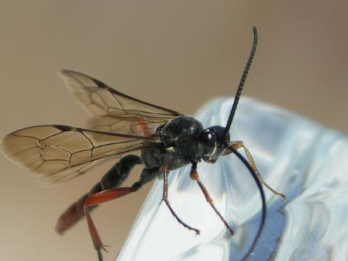 Réf. 70 560 : Coelichneumon sp.