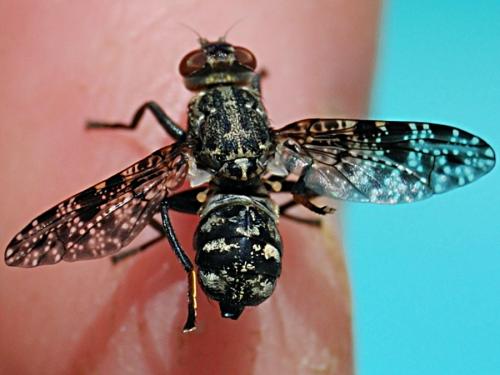 Platystoma sp.