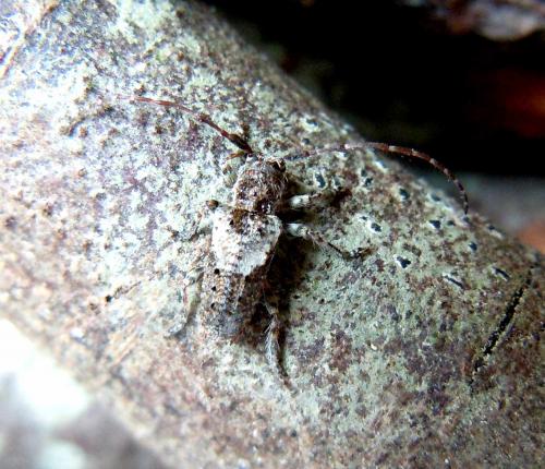 Pogonocherus neuhausi