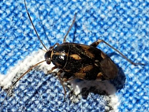 Réf. 70 883 : Cyphodema instabilis