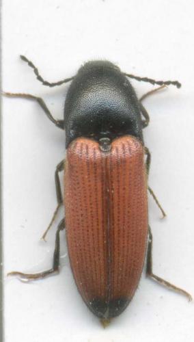 Ampedus praeustus