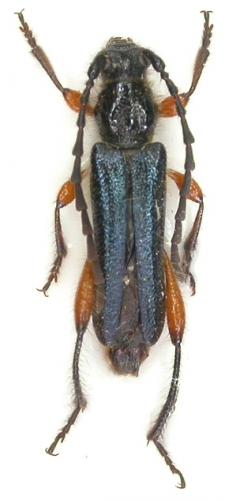 Réf. 70 679 : Procallimus egregius