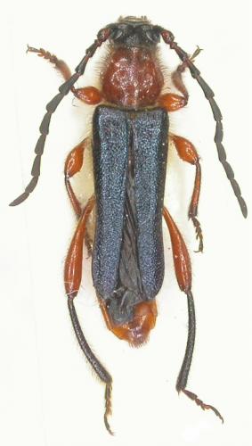 Réf. 70 769 : Procallimus egregius