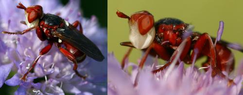 Réf. 70 964 : Myopa dorsalis