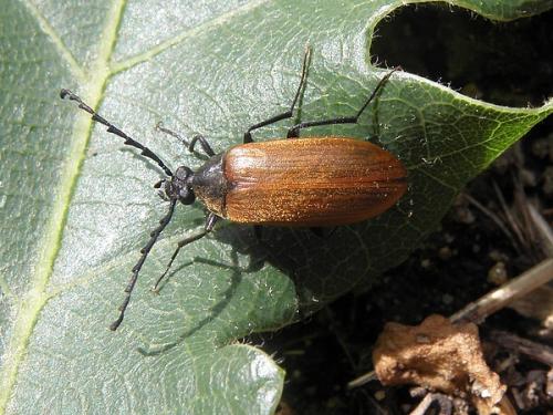 Réf. 70 130 : Pseudocistela ceramboides