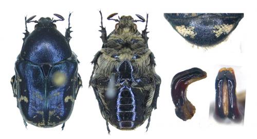 Réf. 70 120 : Protaetia cyanescens