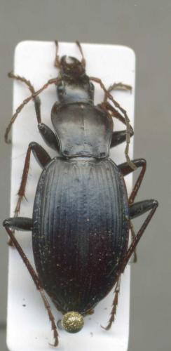 Laemostenus carinatus