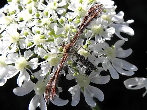 Réf. 70 536 : Oxyptilus sp.
