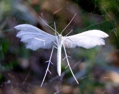 Réf. 70 444 : Pterophorus pentadactyla
