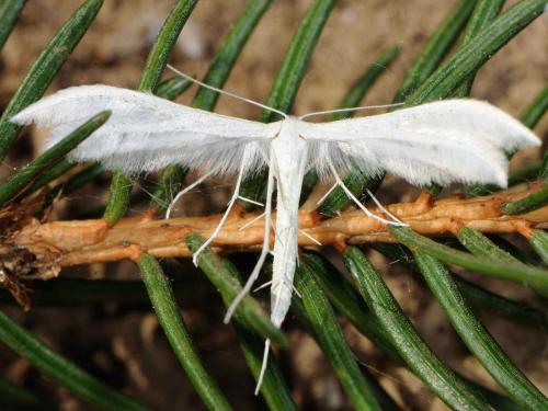 Réf. 70 816 : Pterophorus pentadactyla
