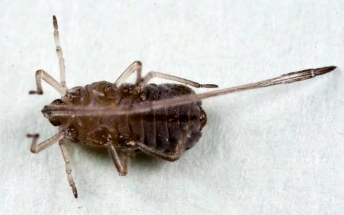 Réf. 70 856 : Stomaphis sp.
